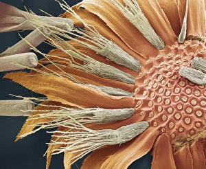 Daisy flower, SEM Daisy flower, SEM