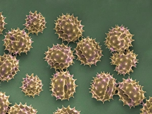 Pollen Grain Structure Prints: Daisy pollen, SEM