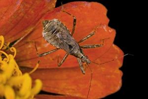 Zinnia Flower Prints: Damsel bug on a flower