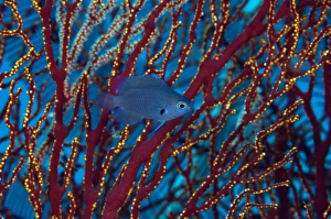 Damselfish within a sea fan, Print
