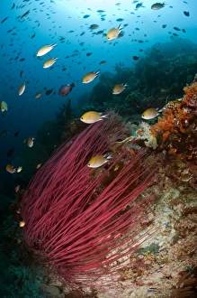 Indonesian Coral Reefs Prints: Damselfish on a reef
