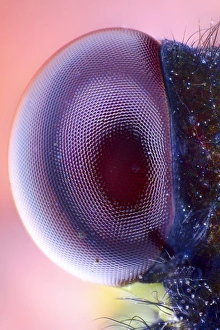 Prints of Damselfly eye. Close-up of one of the compound eyes of a damselfly (order Odonata), showing the individual lenses (ommatidia, hexagonal) Images Dated 2012 October: Damselfly Eye Print: A close-up of a single compound eye