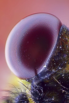 Light Micrograph Images Prints: Damselfly eye, light micrograph C014 / 4663