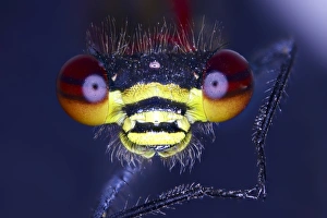 Compound Eyes Prints: Damselfly head, light micrograph C014 / 4662
