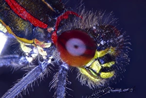 Light Micrograph Images Prints: Damselfly head, light micrograph C014 / 4665