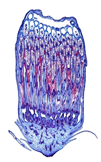 Prints of Dandelion flower. Light micrograph of a section through a flower from a dandelion (Taraxacum officinalis) plant Images Dated 2012 January: Dandelion Flower Print