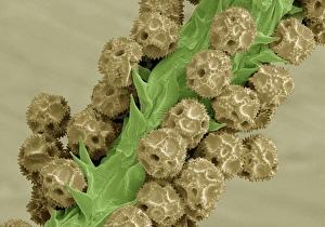 Prints of Dandelion (Taraxacum officinale) pollen. Coloured scanning electron micrograph (SEM) showing pollen grains (round) on the anther of a dandelion flower Images Dated 2011 May: Dandelion Pollen Print, SEM