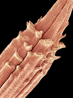 Scanning Electron Microscopy Photos Prints: Dandelion seed, SEM