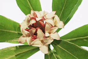 Winter Flowering Plants Prints: Daphne odora Aurea Marginata