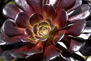 Images Dated 1st July 2011: Dark Red Aeonium Succulent Print