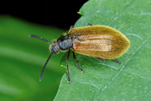 Darkling Beetle Prints: Darkling beetle on a leaf