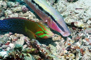 Print of Dash-and-dot goatfish in coral rubble