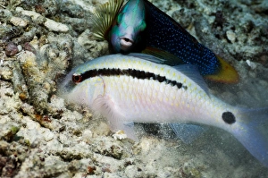 Print of Dash-and-dot goatfish in coral rubble