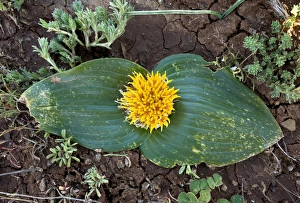 Images Dated 25th March 2013: Daubenya capensis Print - Flowering in Northern Cape, South Africa