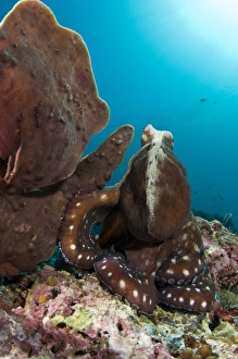 Common Reef Octopus Prints: Day octopus