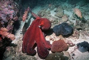 Day Octopus Hunting on the Sea Floor Print