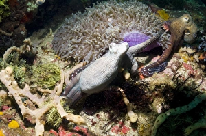Octopus Camouflage Prints: Day octopus on a reef