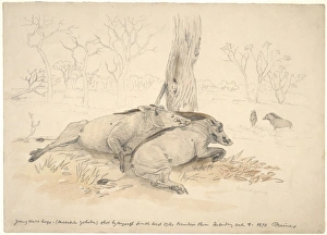 19th Century Animal Art Prints: Dead common warthogs, artwork C016 / 5583