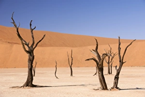 Sand Dune Formations Prints: Dead Vlei, Namibia C013 / 9525