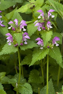 Spotted Deadnettle Prints: Deadnettle (Lamium maculatum)