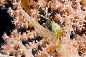Sabah Wildlife Photography Prints: Decorator crab