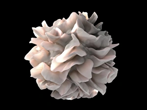 Images Dated 28th June 2013: Dendritic Cell Print, coloured IA-SEM
