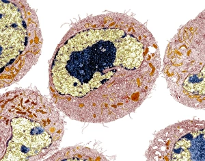 Transmission Electron Micrograph TEM Prints: Dendritic cell, TEM