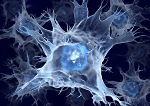 Prints of Dendritic cells, computer artwork. Dendritic cells, a type of white blood cell, are called antigen presenting cells (APCs) and are found in the bodys tissues Images Dated 2012 February: Dendritic cells computer artwork print