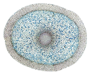Prints of Dendrobium orchid root. Light micrograph of a section through an aerial root from a Dendrobium sp. orchid. The outer tissue (velamen radicum, grey) is composed of hexagonal cells Images Dated 2011 December: Dendrobium orchid root print, a light micrograph section
