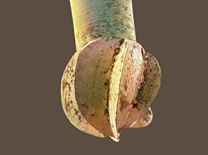 Scanning Electron Microscope Image Prints: Dental drill, SEM