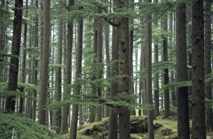 Himalayan Mountain Scenery Prints: Deodar cedar (Cedrus deodara) forest