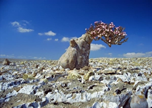 Desert rose tree Desert rose tree