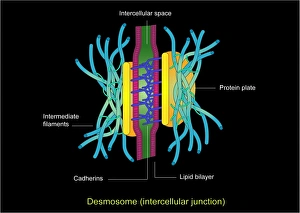 Prints of Desmosome cell junction. Computer artwork showing the structure of an adhesion junction, or desmosome Images Dated 2011 March: Desmosome Cell Junction Print