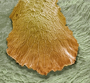 Images Dated 7th March 2013: Developing Fish Fin Print