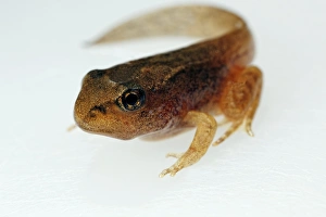 Tadpole Development Prints: Developing tadpole