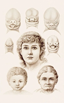 Ernst Haeckel Artwork Prints: Development of the human face, 1891