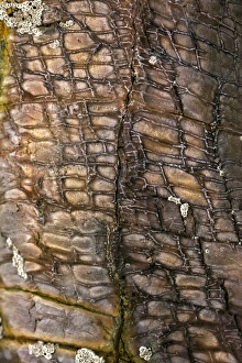 Devonian Slates Print: Coloured Metamorphic Rock Formations