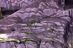 Images Dated 21st October 2013: Devonian Slate Print, Coloured Slates at Polzeath
