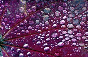 Plant Cell Structure Prints: Dew drops on a leaf