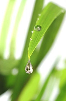 Dewdrop on a Leaf Print
