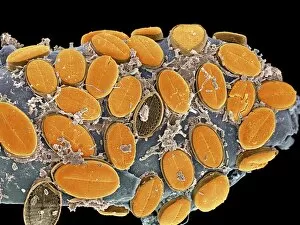 Images Dated 16th December 2003: Diatom algae, SEM