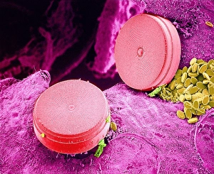 Scanning Electron Micrograph Of Diatoms Prints: Diatom algae, SEM