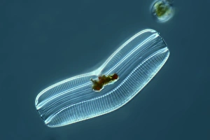 Diatom Micrograph Prints: Diatom, light micrograph C014 / 4669