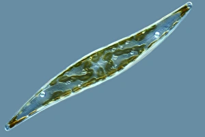 Single Celled Organisms Prints: Diatom, light micrograph C014 / 4673