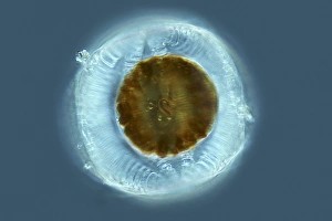 Diatom Print: Glass-like Cell Wall Structure