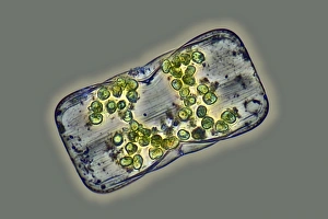 Images Dated 7th August 2013: Diatom Print, Phase-contrast light micrograph