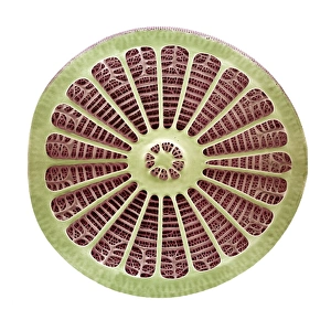 SEM Print of an Arachnoidiscus japonicus diatom