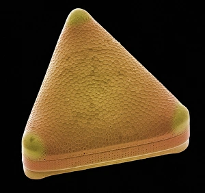 SEM Print of Trigonium sp. Diatom Cell Wall Structure