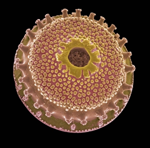 Diatom SEM Prints: Diatom, SEM