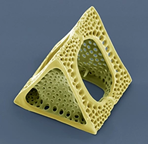 Prints of Diatom. Coloured scanning electron micrograph (SEM) of a Triceratium sp. diatom. Diatoms are single-celled photosynthetic algae, of which there are about 100, 000 species Images Dated 2008 April: SEM Diatom Print